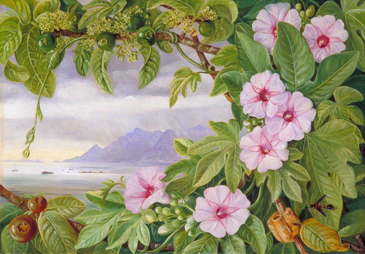 Marianne North's Ipomoea and Vavangue is a prime example of botanical art that tells a story.