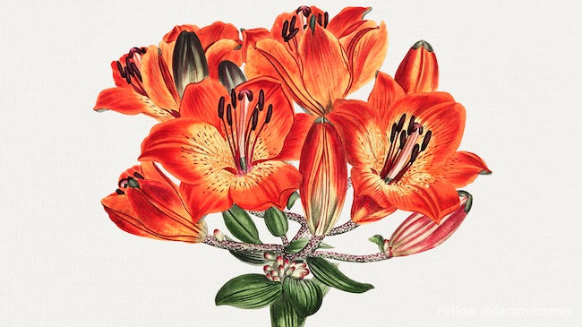 Le magazine botanique ou jardin de fleurs affiché : Lys orange (1807) 
