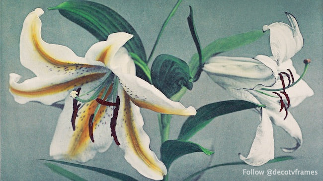 Lily, phototypie colorée à la main de Some Japanese Flowers (1896) 