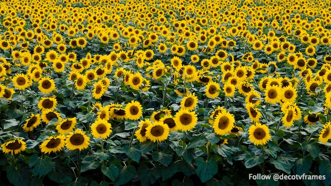 Sunflowers in a Wisconsin field