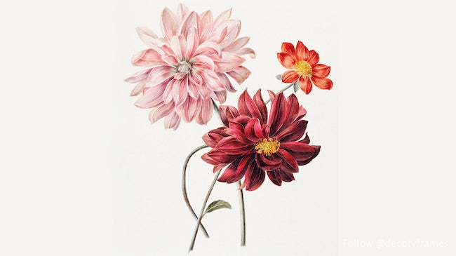 Dalias de Willem Hekking 