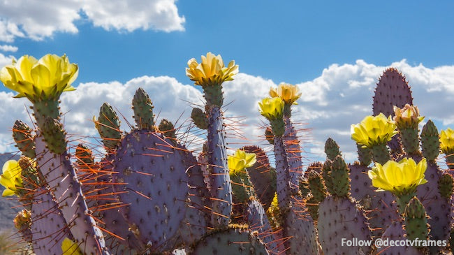 Nopal Dollarjoint; Opuntia clorótica 