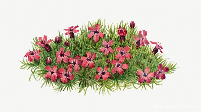 Moss Campion (Silene acaulis) (1924)