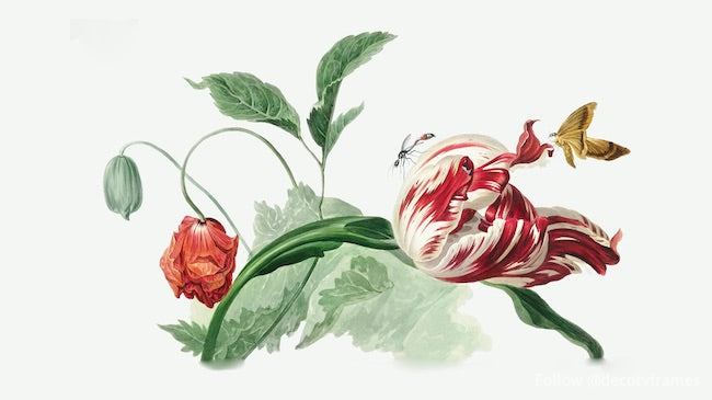 Tulipe et coquelicot (vers 1763-1825) 