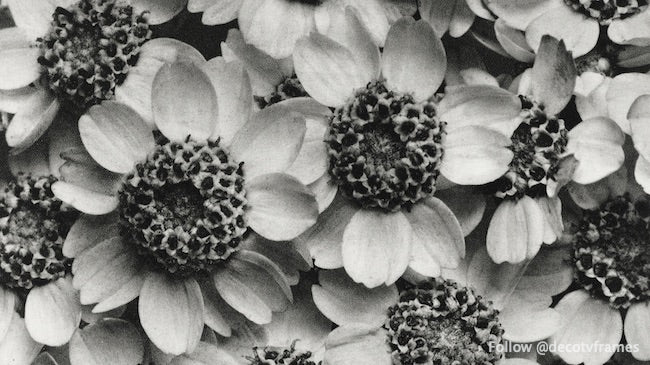 Achillea Clypeolata (Achillée millefeuille) agrandie 15 fois d'après Urformen der Kunst (1928) 