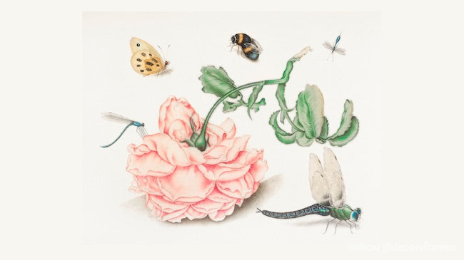 Una rosa y cinco insectos (1618) 