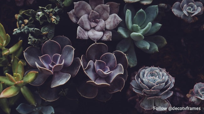 Plantes succulentes à Allan Gardens, Toronto, Canada 