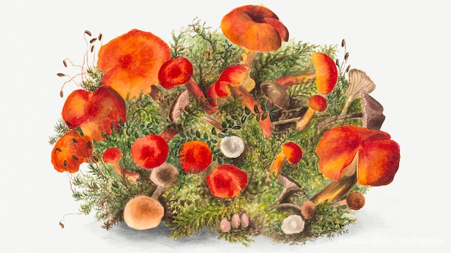 Étude des champignons (1880) 