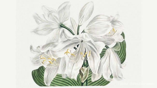 Le magazine botanique ou le jardin de fleurs affiché : White Cape – Coast Lily (1806) 