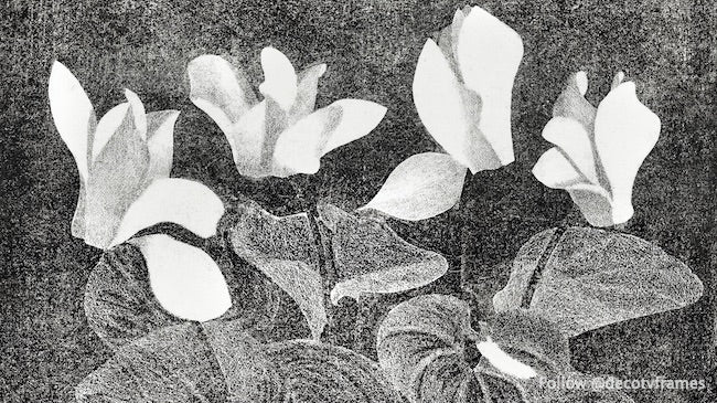 Ciclamen (1920) 