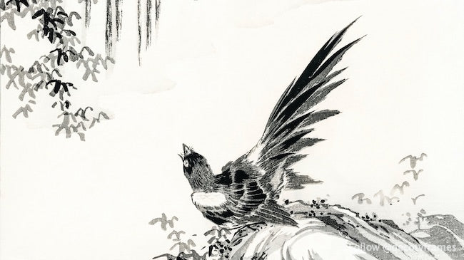 Illustration de la pie japonaise et de la cascade tirée de la monographie picturale des oiseaux (1885) 