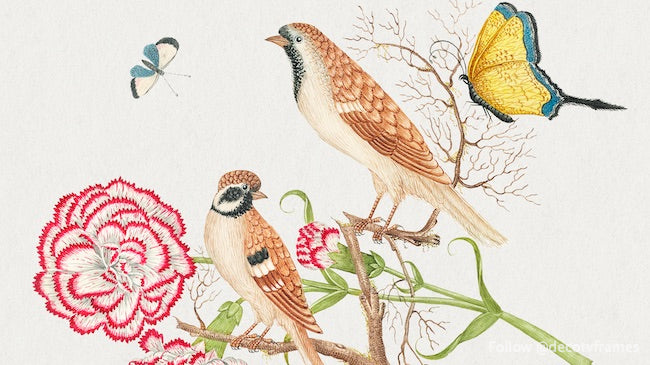 The 18th century illustration of two brown birds with carnations and butterflies.