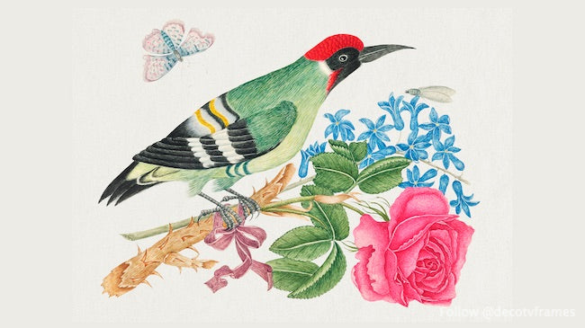 The 18th century illustration of a European green woodpecker on a branch with rose and forget me nots