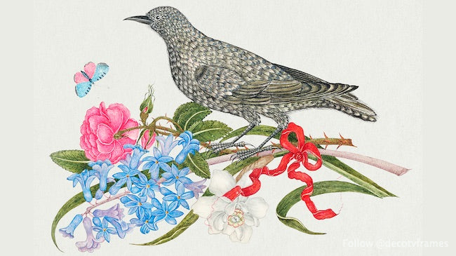 The 18th century illustration of a black bird with blossoms, butterfly, and red ribbon