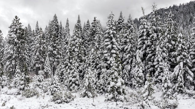 Winter wonderland
